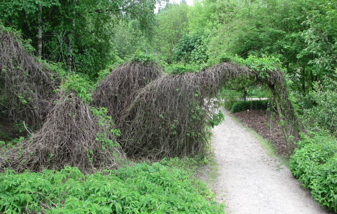 Ei se ole mammutti, sehän on poppelikoivuun kietoutunut, hiukan talvesta kärsinyt säleikkövilliviini, Parthenocissus inserta. Kuva LUOMUS/Paula Havas-Matilainen 26.5.2016