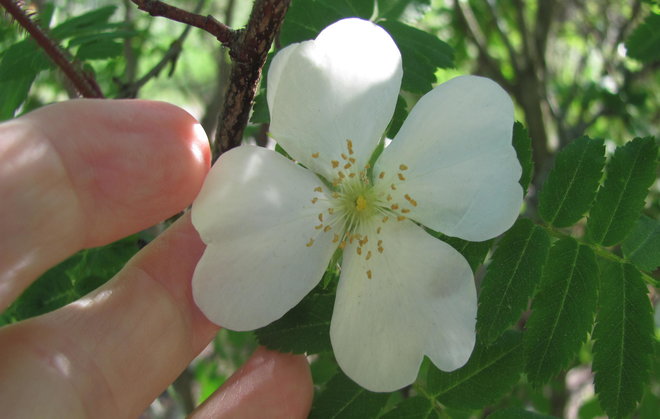 Rosa sericea subsp. omeiensis 1991-565 -ruusun kukassa on vain neljä terälehteä. Kuva LUOMUS/Paula Havas-Matilainen 27.5.2016