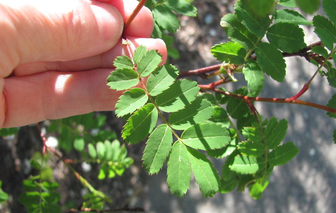 Rosa sericea subsp. omeiensis 1991-565:n lehti. Kuva LUOMUS/Paula Havas-Matilainen 27.5.2016