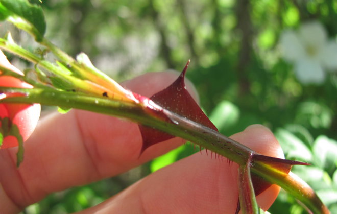 Rosa sericea subsp. omeiensis 1991-565 -ruusussa on vain niukasti tällaisia leveitä, punaisia piikkejä. Kuva LUOMUS/Paula Havas-Matilainen 27.5.2016