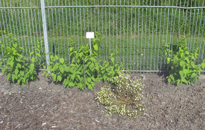 Nuori mantšurianlaikkuköynnös (Actinidia polygama 2010-2). Kuva LUOMUS/Paula Havas-Matiainen 2.7.2016 