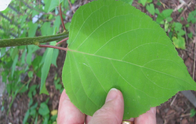 Mantšurianlaikkuköynnöksen (Actinidia polygama 1994-1124) lehti. Kuva LUOMUS/Paula Havas-Matilainen 2.7.2016