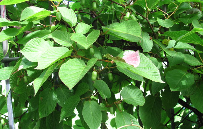 Kiinanlaikkuköynnöksen (Actinidia kolomikta 1990-726, "Annikki") hedelmiä ja lehvästöä. Kuva LUOMUS/Paula Havas-Matilainen 2.7.2016