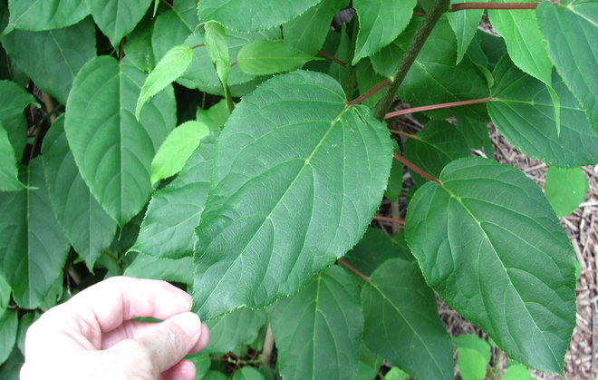 Kiinasta tuodun japaninlaikkuköynnöksen (Actinidia arguta 1994-989) lehti. Kuva LUOMUS/Paula Havas-Matilainen 2.7.2016 