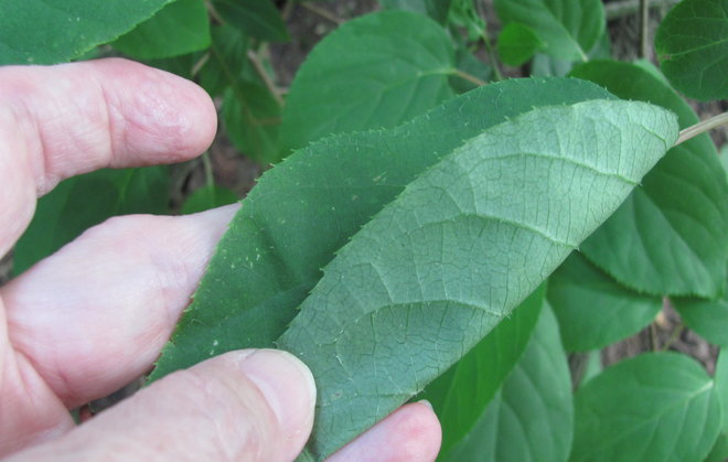 Toisen kiinalaisen japaninlaikkuköynnöksen (Actinidia arguta 1994-880) lehti. Kuva LUOMUS/Paula Havas-Matilainen 2.7.2016