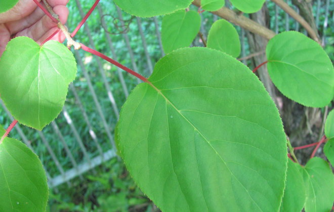 Japanista tuodun japaninlaikkuköynnöksen (Actinidia arguta 1993-652) lehti. Kuva LUOMUS/Paula Havas-Matilainen 2.7.2016 