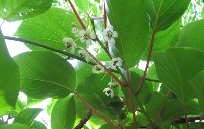 Japaninlaikkkuköynnöksen (Actinidia arguta 1993-652) ohikukkimassa olevia hedekukkia. Kuva LUOMUS/Paula Havas-Matilainen 2.7.2016