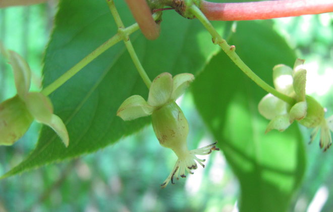 Japaninlaikkuköynnöksen (Actinidia arguta 1993-652) emikukka, ohikukkinut. Kuva LUOMUS/Paula Havas-Matilainen 2.7.2016