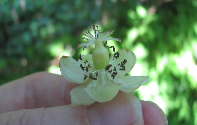 Japaninlaikkuköynnöksen (Actinidia arguta 1993-652) kaksineuvoinen kukka, ohikukkimassa. Kuva LUOMUS/Paula Havas-Matilainen 2.7.2016