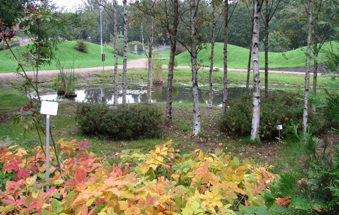 Aralia nudicaulis 1994-133 -aralian maaruskaa. Kuva LUOMUS/Paula Havas-Matilainen 17.9.2015