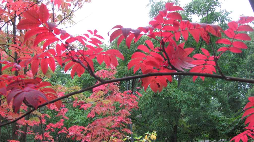 Japaninpihlaja (Sorbus commixta ) hehkuu punaisena. Kuva LUOMUS/Paula Havas-Matilainen 17.9.2015