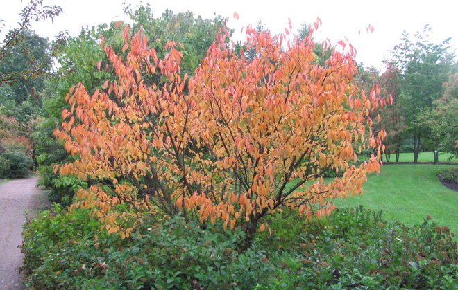 Kuriilienkirsikka (Prunus nipponica 1993-599) koreassa syysasussaan. Kuva LUOMUS/Paula Havas-Matilainen 17.9.2015