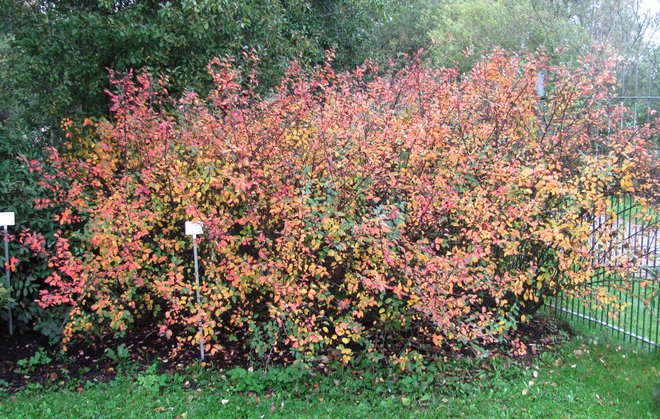 Kuka pontillisti on maalannut karjalantuhkapensaan (Cotoneaster antoninae 2003-881)? Kuva LUOMUS/Paula Havas-Matilainen 17.9.2015