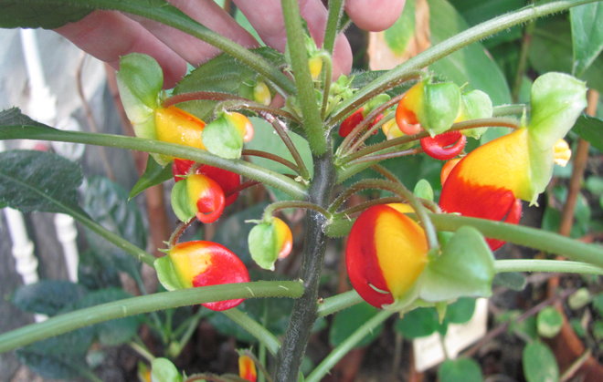 Impatiens niamniamensis 2003-602 -palsami kukkii. Kuva LUOMUS/Paula Havas-Matilainen 2.3.2016