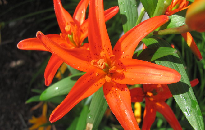 Lilium buschianum kukkii. Kuva LUOMUS/Paula Havas-Matilainen 9.7.2015