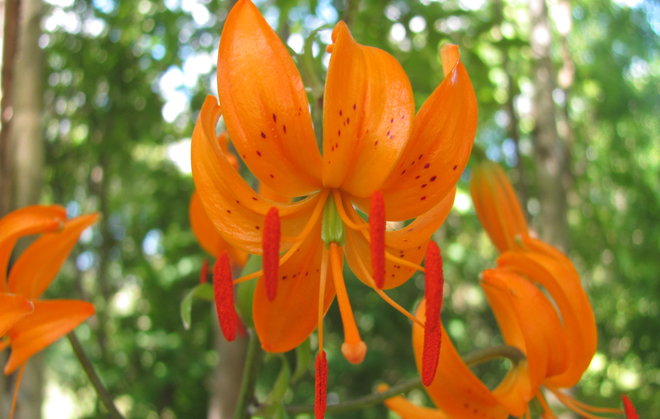 Lilium distichum kukkii. Kuva LUOMUS/Paula Havas-Matilainen 21.7.2015