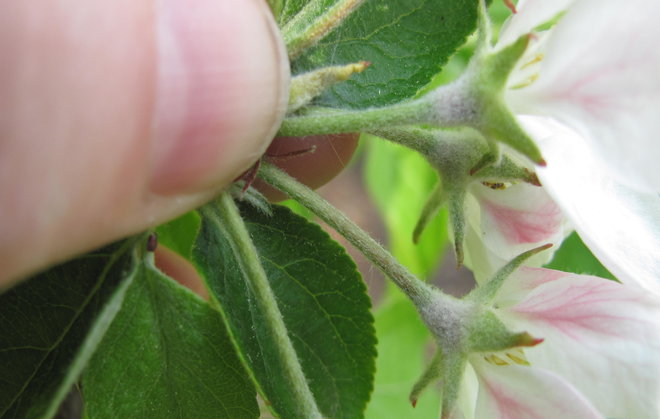 Eevanomenapuun Malus pumila 2005-42 kukkaperät ovat karvaiset. Kuva LUOMUS/Paula Havas-Matilainen 20.5.2016