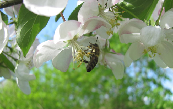 Kumpulan kasvimaantieteellisen puutarhan (lohko 224) metsäomenapuu Malus sylvestris 2005-628. Kuva LUOMUS/Paula Havas-Matilainen 21.5.2016