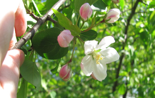 Tanskalainen metsäomenapuu Malus sylvestris 2005-628. Kuva LUOMUS/Paula Havas-Matilainen 20.5.2016