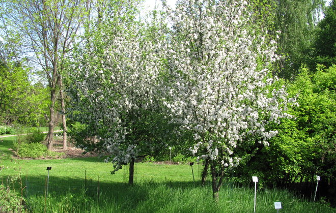 Kumpulan kasvimaantieteellisen puutarhan kolme eevanomenapuuta Malus pumila 2005-42 täydessä kukassa. Kuva LUOMUS/Paula Havas-Matilainen 21.5.2016