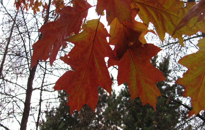 Punatammi (Quercus rubra 1990-382). Kuva: LUOMUS/Paula Havas-Matilainen 29.10.2015