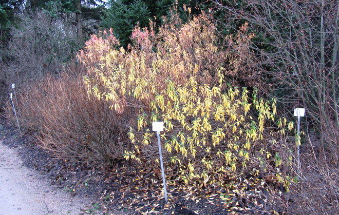 Koreanatsalea (Rhododendron mucronulatum 1994-1054). Kuva LUOMUS/Paula Havas-Matilainen 18.11.2015