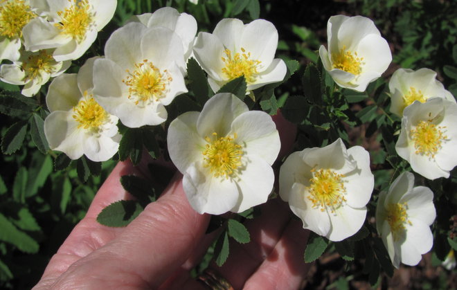 Rosa elasmacantha 1981-2097 -ruusu. Kuva LUOMUS/Paula Havas-Matilainen 26.5.2014