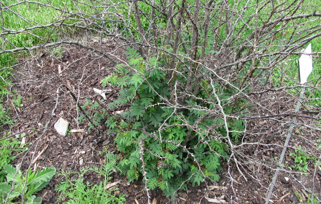 Rosa 1996-463 oli kärsinyt talvesta, mutta tyviversoja on kasvamassa. Kuva LUOMUS/Paula Havas-Matilainen 5.6.2016