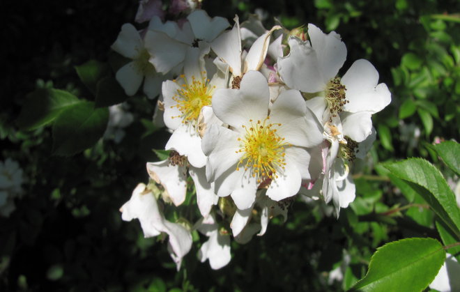 Rosa fujisanensis kukkii. Kuva LUOMUS/Paula Havas-Matilainen 15.7.2015