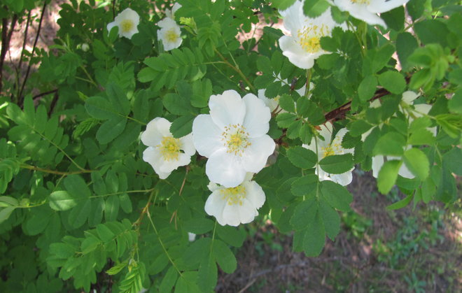 Rosa gracilipes 2008-201 -ruusu 24.5.2016. Kuva LUOMUS/Paula Havas-Matilainen