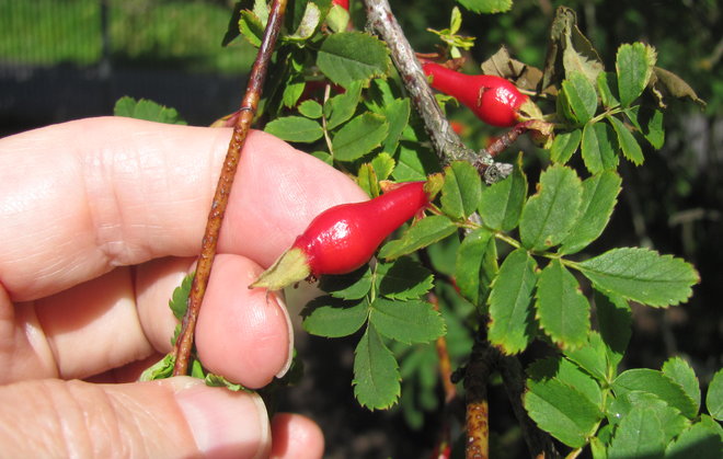 Rosa sericea subsp. omeiensis 1991-565 -ruusun korumaisen kauniita kiulukoita. Kuva LUOMUS/Paula Havas-Matilainen 15.7.2015