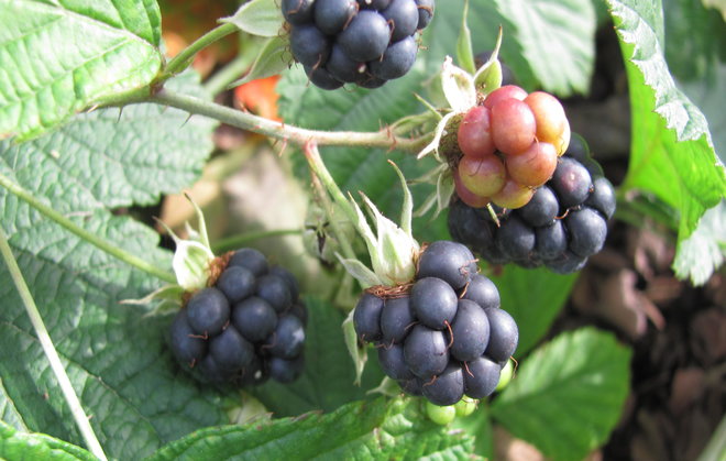 Sinivatukka (Rubus caesius 1997-677). Kuva LUOMUS/Paula Havas-Matilainen 25.9.2015