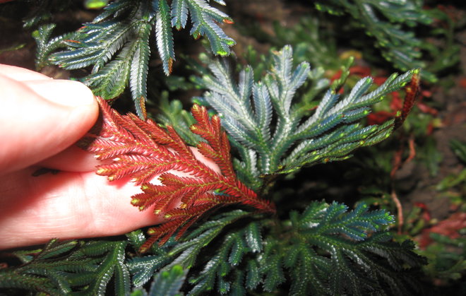 Selaginella erythropus 2011-512 -mähkän alapinta on hieno! Kuva LUOMUS/Paula Havas-Matilainen 17.12.2015