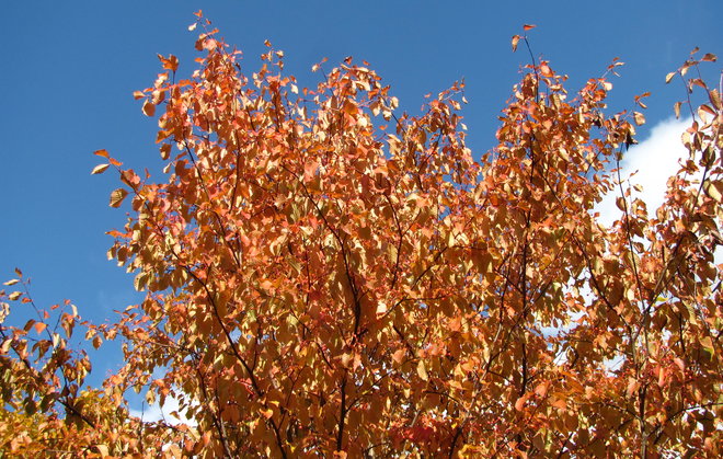 Laavapihlaja (Sorbus alnifolia 1993-842). Kuva LUOMUS/Paula Havas-Matilainen 20.10.2015