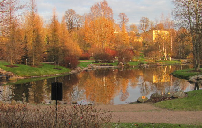 Talvipäivän laskeva aurinko on kullannut Kumpulan puut. Kuva LUOMUS/Havas-Matilainen 8.12.2015