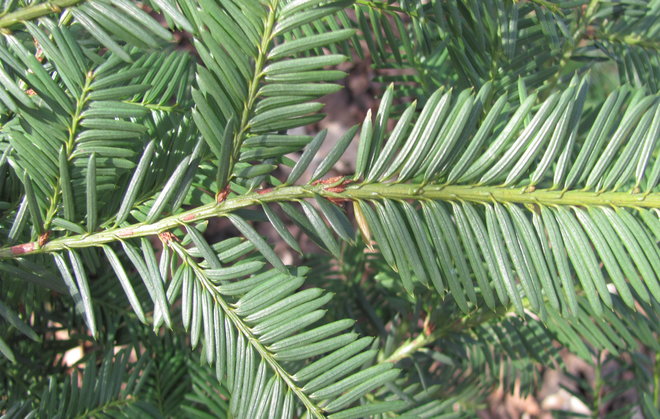 Lännenmarjakuusi (Taxus brevifolia 1995-576) on Suomessa harvoin viljelty. Kuva LUOMUS/Paula Havas-Matilainen 16.3.2016