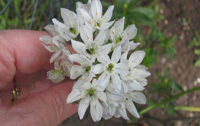 Triteleia hyacinthinan kukinto. Kuva LUOMUS/Paula Havas-Matilainen 21.7.2015