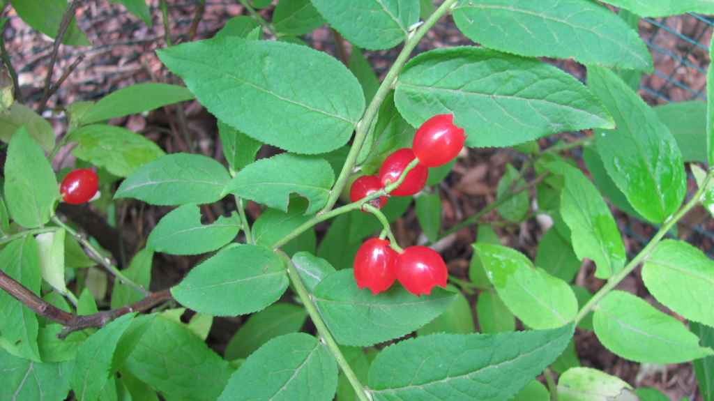 Vaccinium hirtum var. pubescens 1993-505 -puolukka. Kuva LUOMUS/Paula Havas-Matilainen 25.9.2015