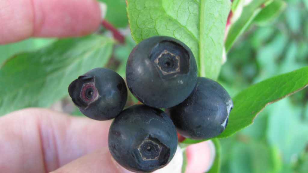 Vaccinium smallii 1993-497 -mustikka. Kuva LUOMUS/Paula Havas-Matilainen 25.9.2015