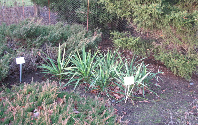 Yucca flaccida 2011-1237 -jukka on ainavihanta. Kuva LUOMUS/Havas-Matilainen 8.12.2015