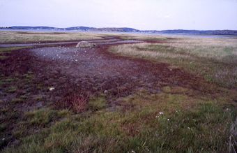 Punasuolayrtin värikästä kasvustoa Ruotsin länsirannikolla. / Kuva: Luomus / Mikko Piirainen