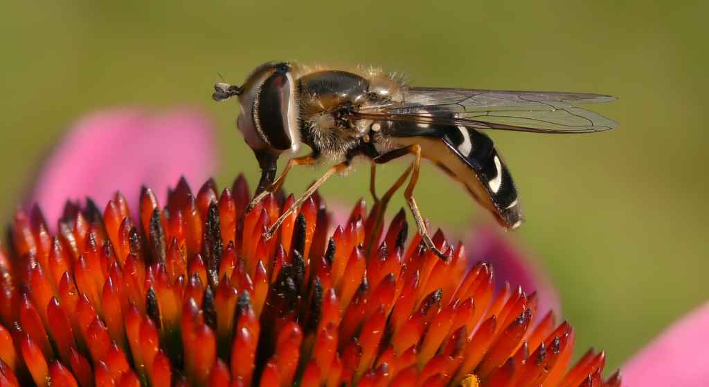 Scaeva pyrastri, kalvasisokirvari. (Image: Miikka Friman/Luomus)