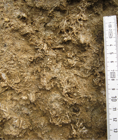 Detail of weathered limestone surface of Ordovician reef with masses of roots of echinoderms (Hemicosmites), Rummu, Estonia