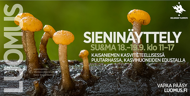 Sieninäyttely su ja ma 18.–19.9. klo 11–17. Kuvassa upponupikka (Vibrissea truncorum). Kuva Seppo Taatila.