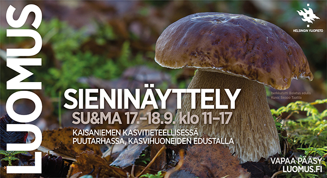 Sieninäyttely su ja ma 17.–18.9. klo 11–17. Kuvassa herkkutatti (Boletus edulis). Kuva Seppo Taatila.