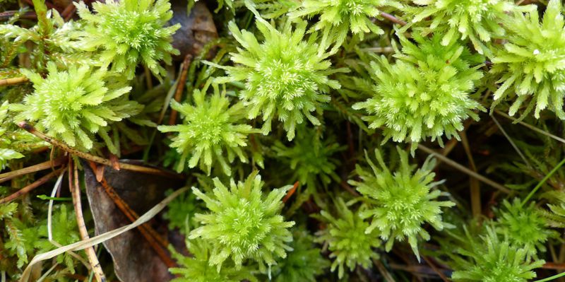 Pallopäärahkasammal (Sphagnum wulfianum) on yksi luettelon 40762 lajista ja on saanut uniikin tunnisteen http://tun.fi/MX.44070. Kuva: Johanna Kolehmainen (CC-BY-NC-SA 4.0).