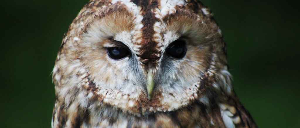 Tawny_owl_Jenny_Laird_CC BY 2.0