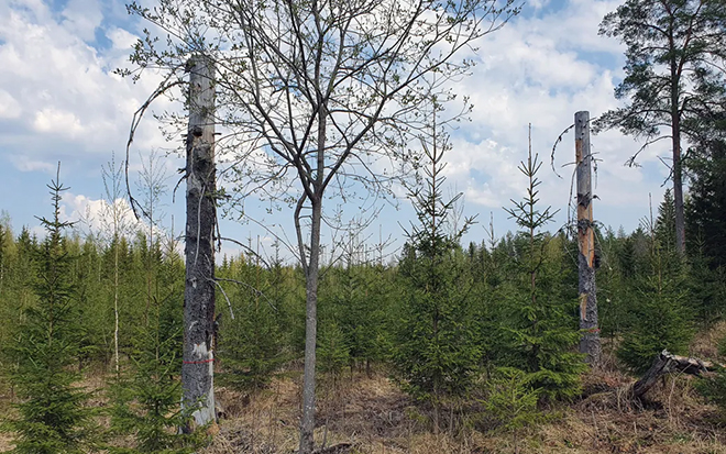 Tekopökkelöillä tehdään elävästä puusta hetkessä lisää kuollutta puuta, jossa saman tien käynnistyy lahoamisprosessi, ja tällä tavoin pökkelöstä on vähitellen hyötyä lahopuulajistolle (Kuva: Heidi Björklund)