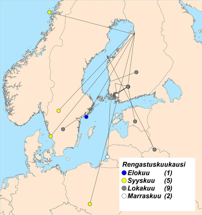 Yli sadan kilometrin etäisyydellä uudelleen tavattujen, syksyllä 2018 rengastettujen urpiaisten siirtymät (tilanne helmikuuhun 2018 mennessä).