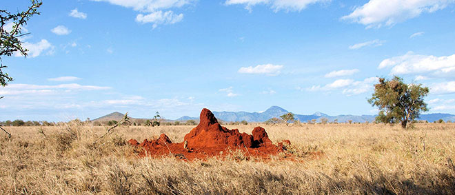 Termiittikeko A termite mound in a grassland savanna in Kenya, with the Taita Hills, the location of the Taita Research Station of the University of Helsinki, in the background. Foto: Risto Vesala